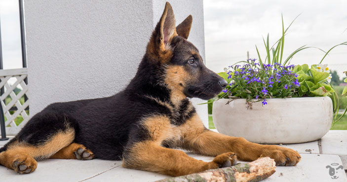 German shepherds have generally strong personality