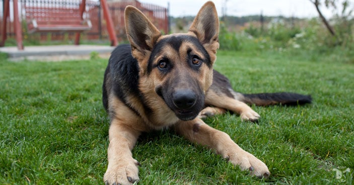 Even though German shepherd breed has positive traits, we should not ignore the fact that untrained German shepherd dogs develop behavioral issues if not monitored properly