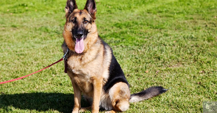 All German shepherds are very strong which could be a problem when going on a leash