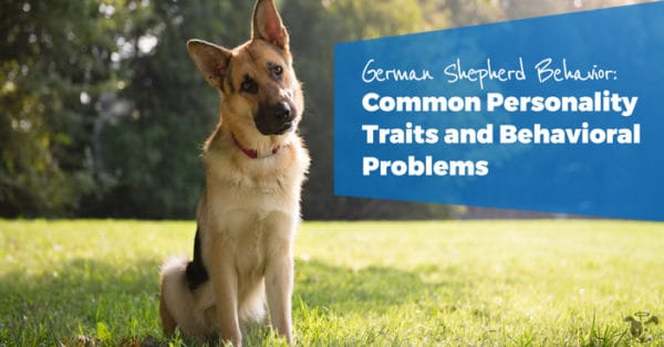 Common German Shepherd Behavioral Problems And Personality Traits