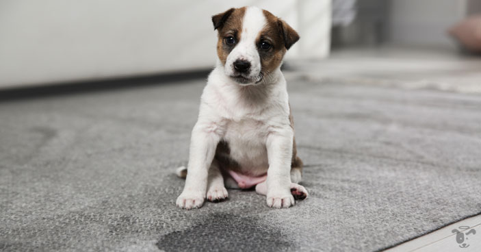 There are some common mistakes that you need to consider when training your puppy