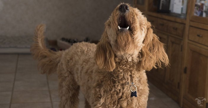Uncontrolled and unregulated barking from our dogs can be a headache