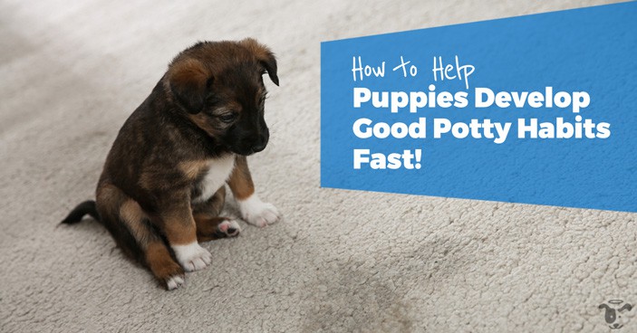 This article is all about How to Help Puppies Develop Good Potty Habits Fast