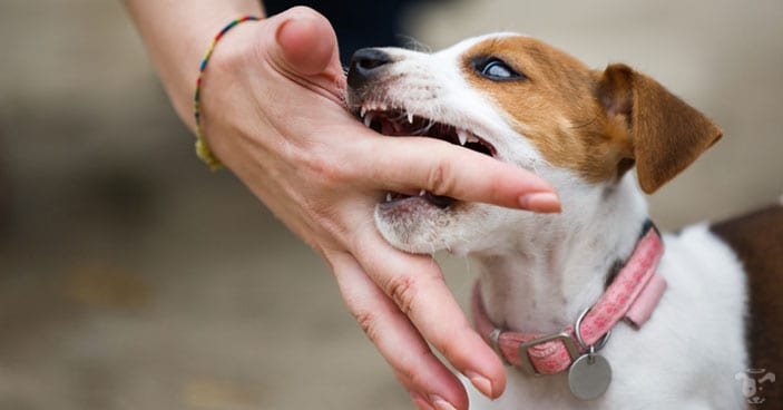 There are signs you should be aware when puppy biting should be a cause of concern