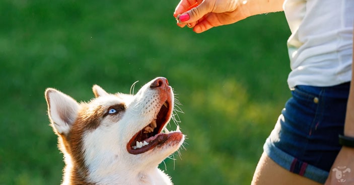 Rewarding your puppy with treats is one way of the best way to instill correct behaviors to your puppy