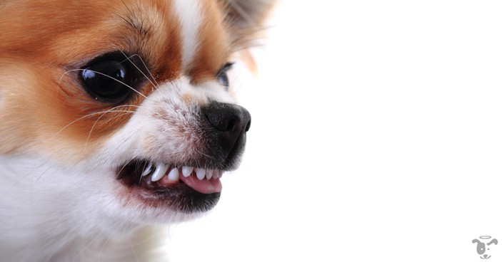 Aggressive Puppy Biting is one of the challenges puppy parents usually face