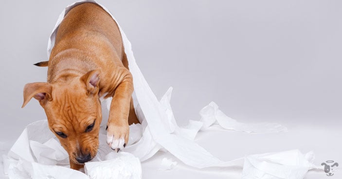 You are not alone - most puppy parents struggle with potty training