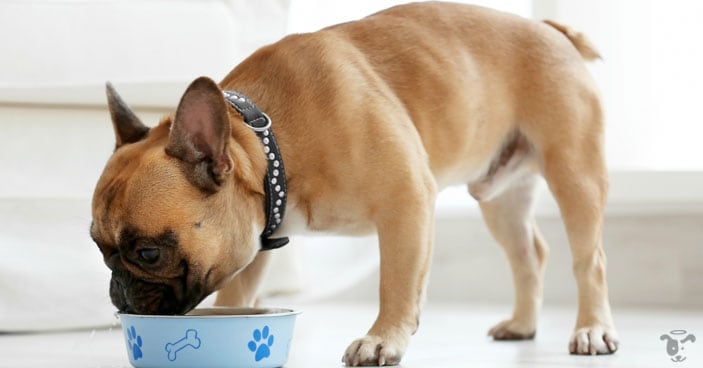 There are some considerations in setting up your pup for success during mealtime