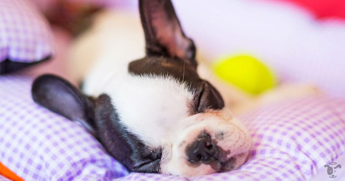 Despite being active most of the time, do you know your puppies needs a great amount of sleep?