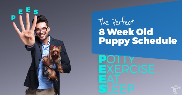 Puppy training schedule for your 8 week old puppy is very important