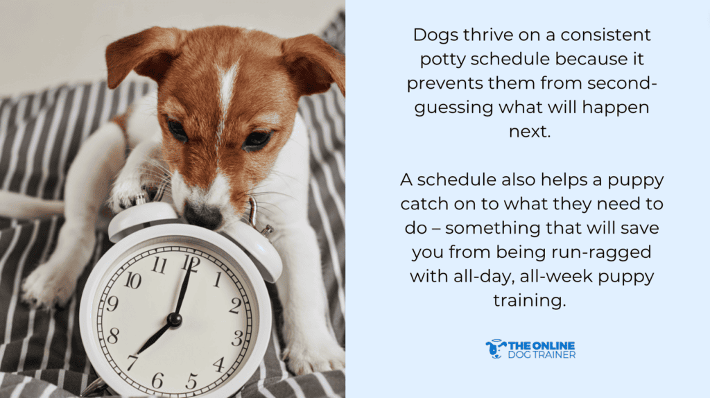 potty training schedule for puppies