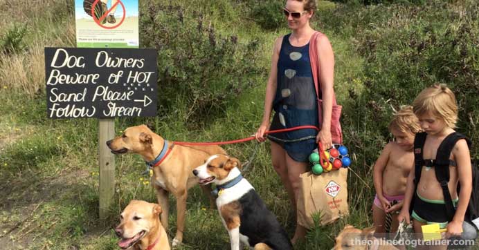 how to keep big dogs cool in hot weather