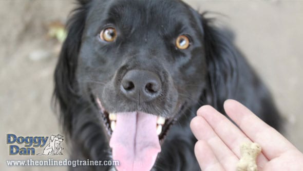 Dog Training with Food Rewards