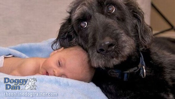 Dog with new baby