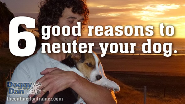 6 good reasons to neuter your dog