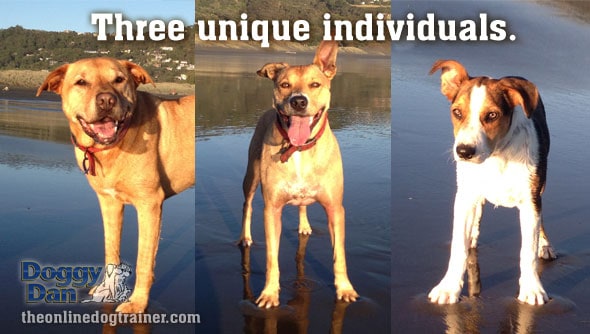 Dog personality and individuals