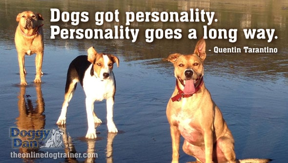 Dog personality by Doggy Dan
