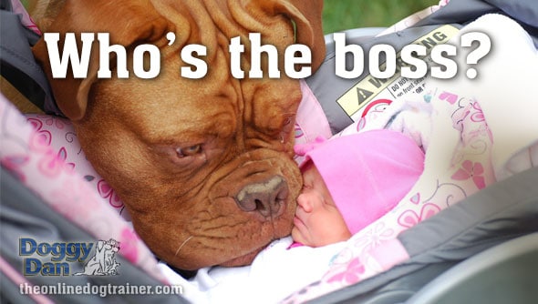 Bringing a baby home dog training