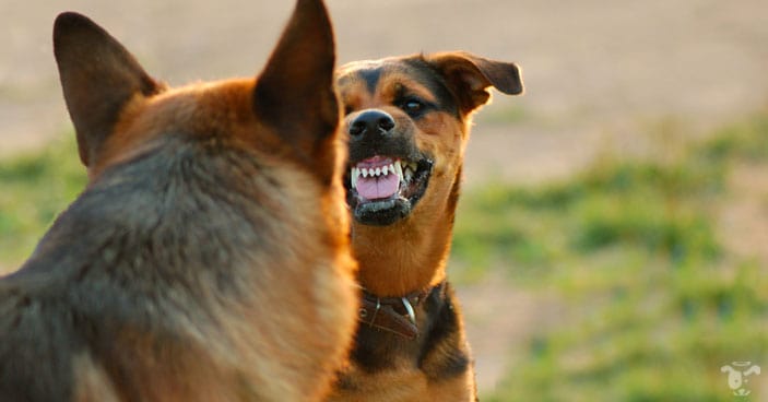 aggressive behavior of both dogs