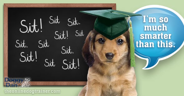 What you don't learn at puppy training classes