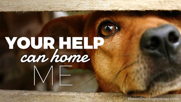 Your help can rehome me