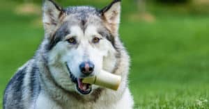 Dog chewing a bone