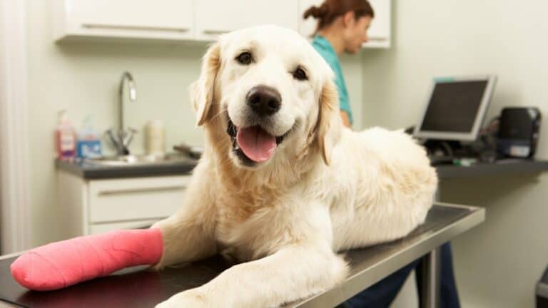Finding The Best Vet: A Dog Owner’s Guide to Choosing The Right Vet cover