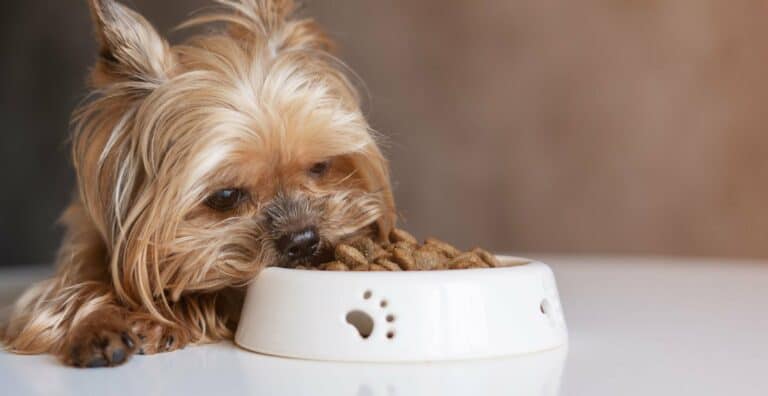 The Truth About Good Dog Food: Does The ‘Perfect Dog Food’ Exist? cover
