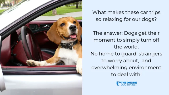 car rides relaxed dog