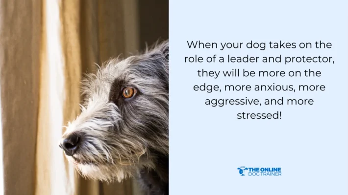dog anxiety emotional response