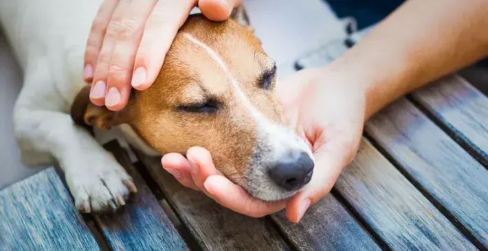 how dogs communicate