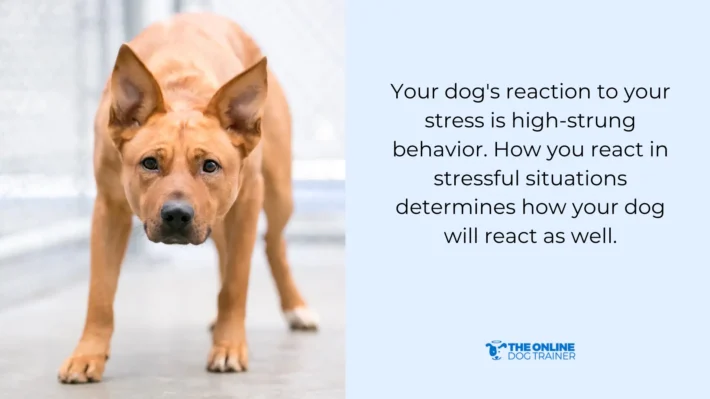 increased anxiety level in dogs