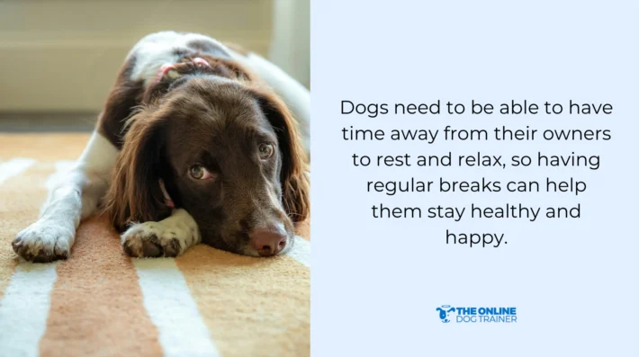 make calm place for dogs