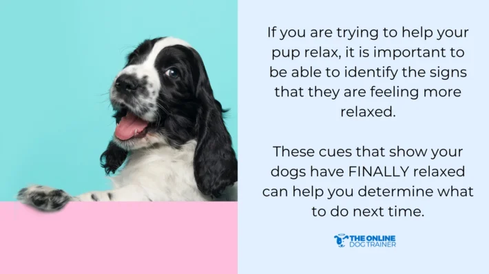 natural ways to calm a puppy