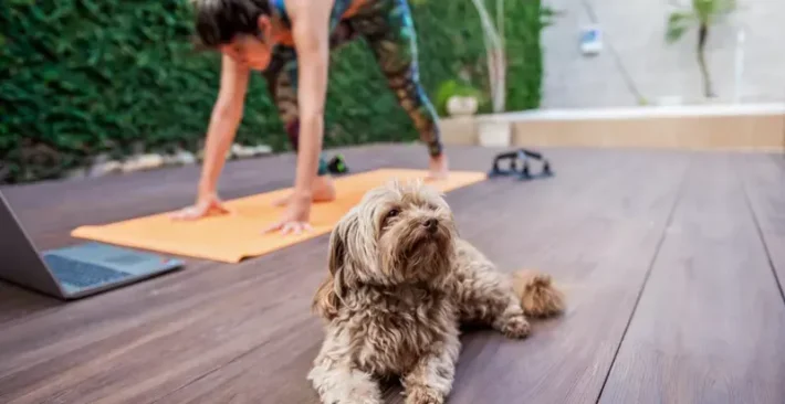 verbal communication dogs