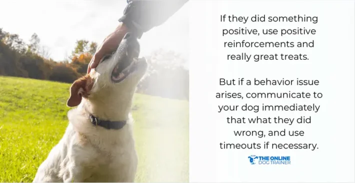 behavior issues in dogs