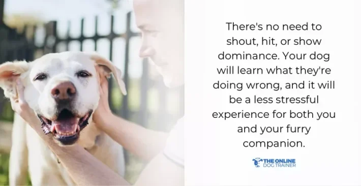 consistent timeout for dogs benefits