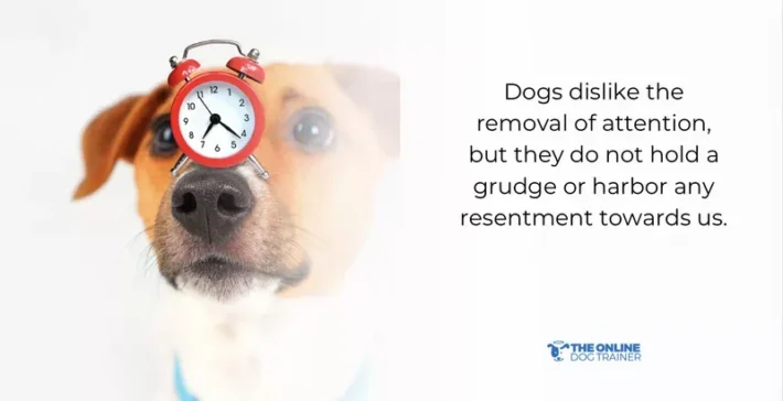 how a human can change dog behavior