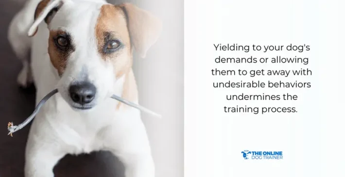 how to discipline a dog