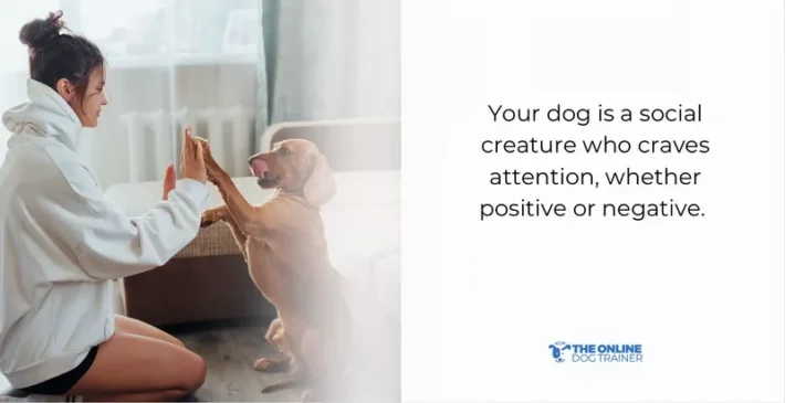 how to do timeout for dogs effectively