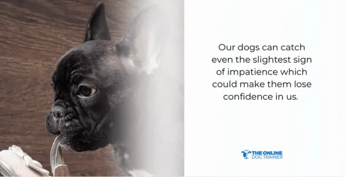 how to earn your dog’s trust