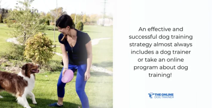 how to properly train dogs