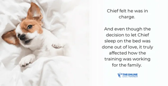 how to train dog successfully