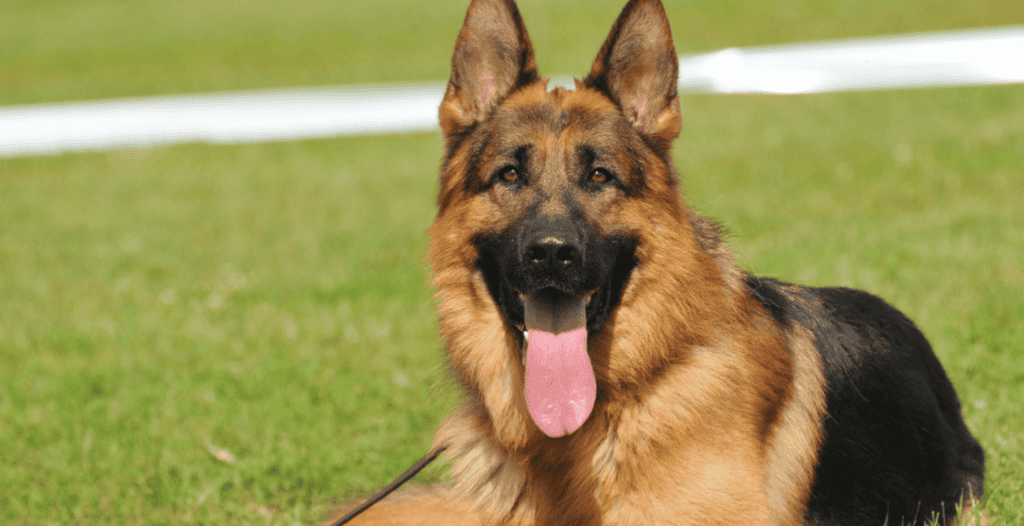 German Shepherd Behavior: Common Problems and Personality Traits cover