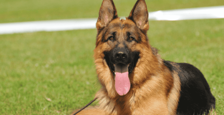 German Shepherd Behavior: Common Problems and Personality Traits cover