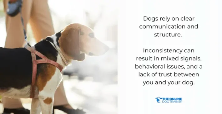 pack leader dog training