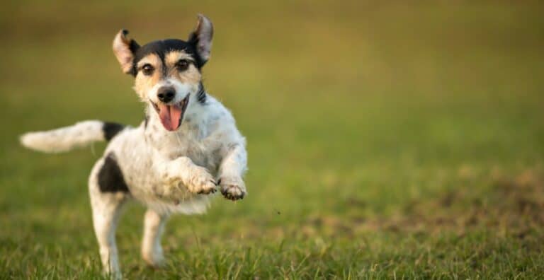 Dog Recall Training: 15 Tips to Get Dogs to Come Everytime cover