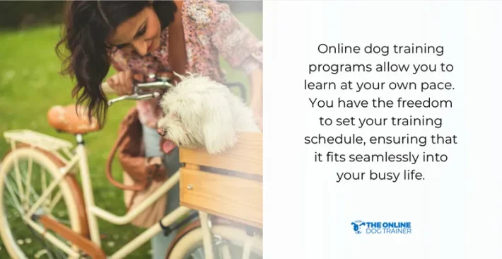 the best dog training programs