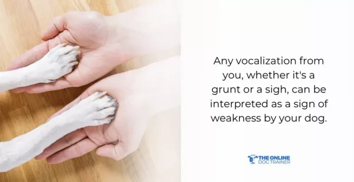 timeout association with dog behavior