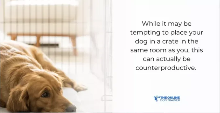 walking dog time out